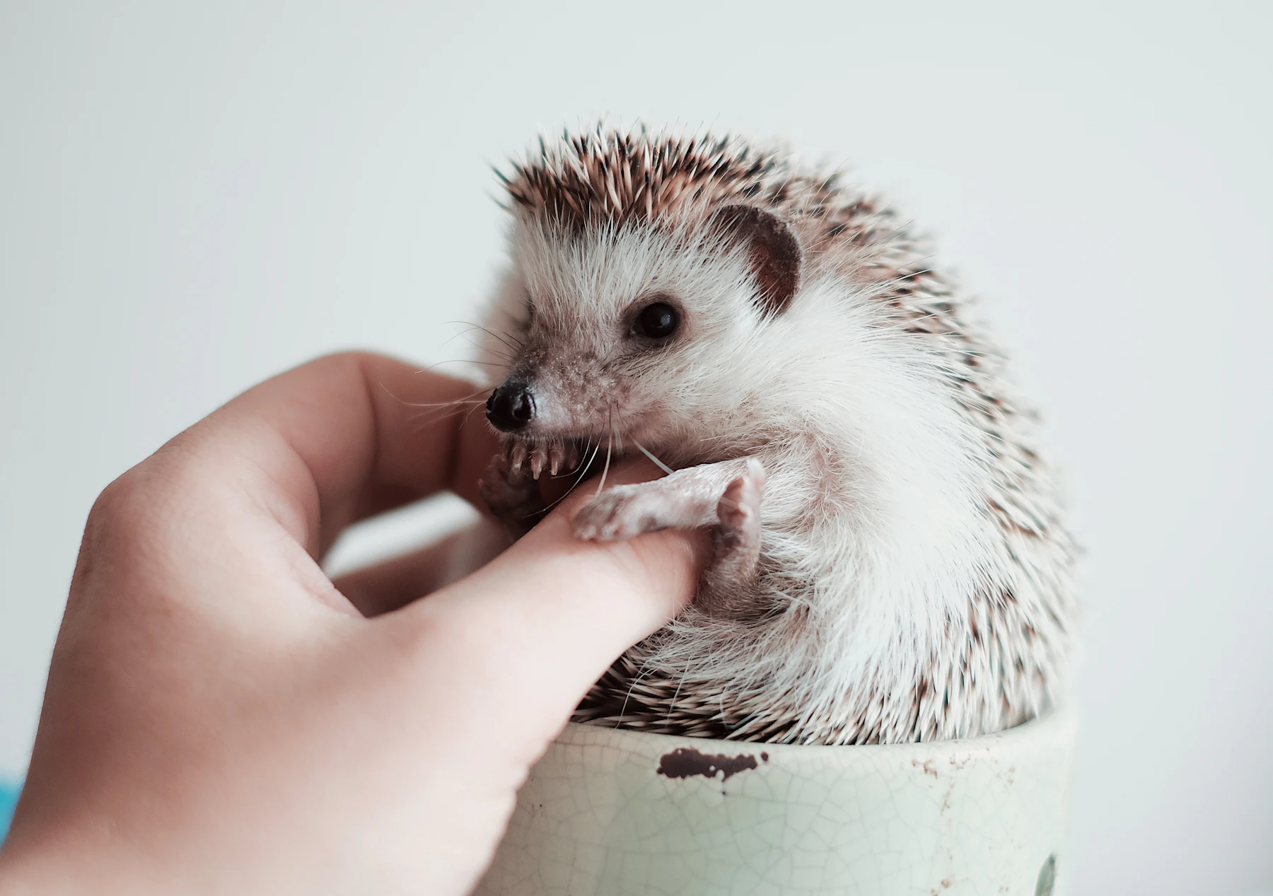 A hedgehog on the rim of a white pot, its front paws resting on a person's fingers