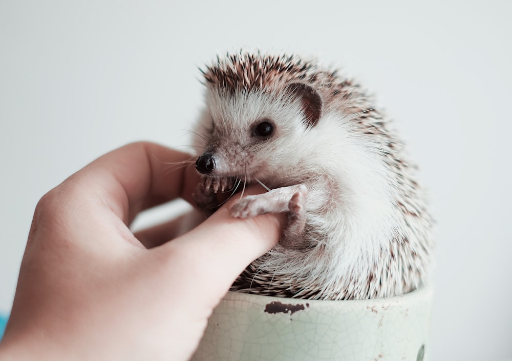 white and brown hedgehog