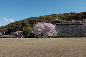 A landscape featuring cherry blossom trees in full bloom against a backdrop of lush, green hills. A traditional Japanese building is nestled into the hillside, partially hidden by vegetation. The scene is set under a clear blue sky with a broad grassy area in the foreground. Several people are visible near the trees, possibly enjoying the scenic view.