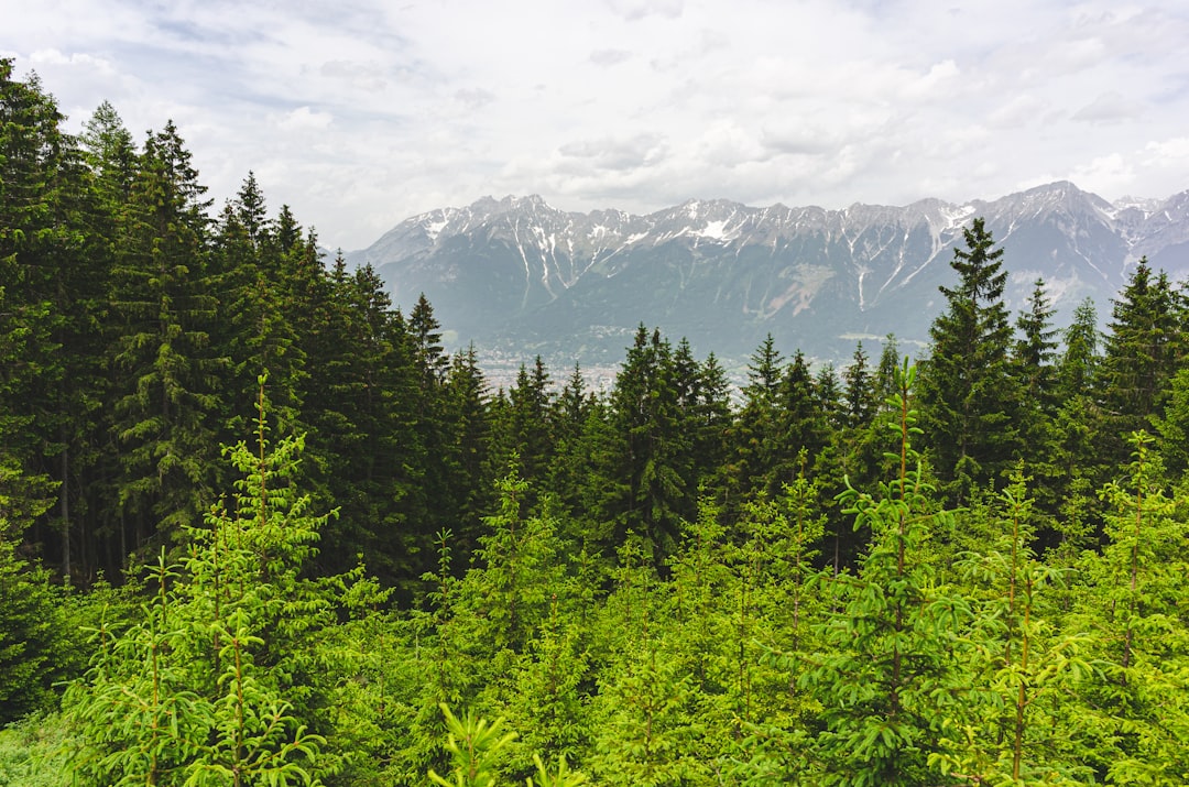 tree near mountain during daytime