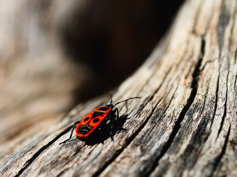 red and black beetle
