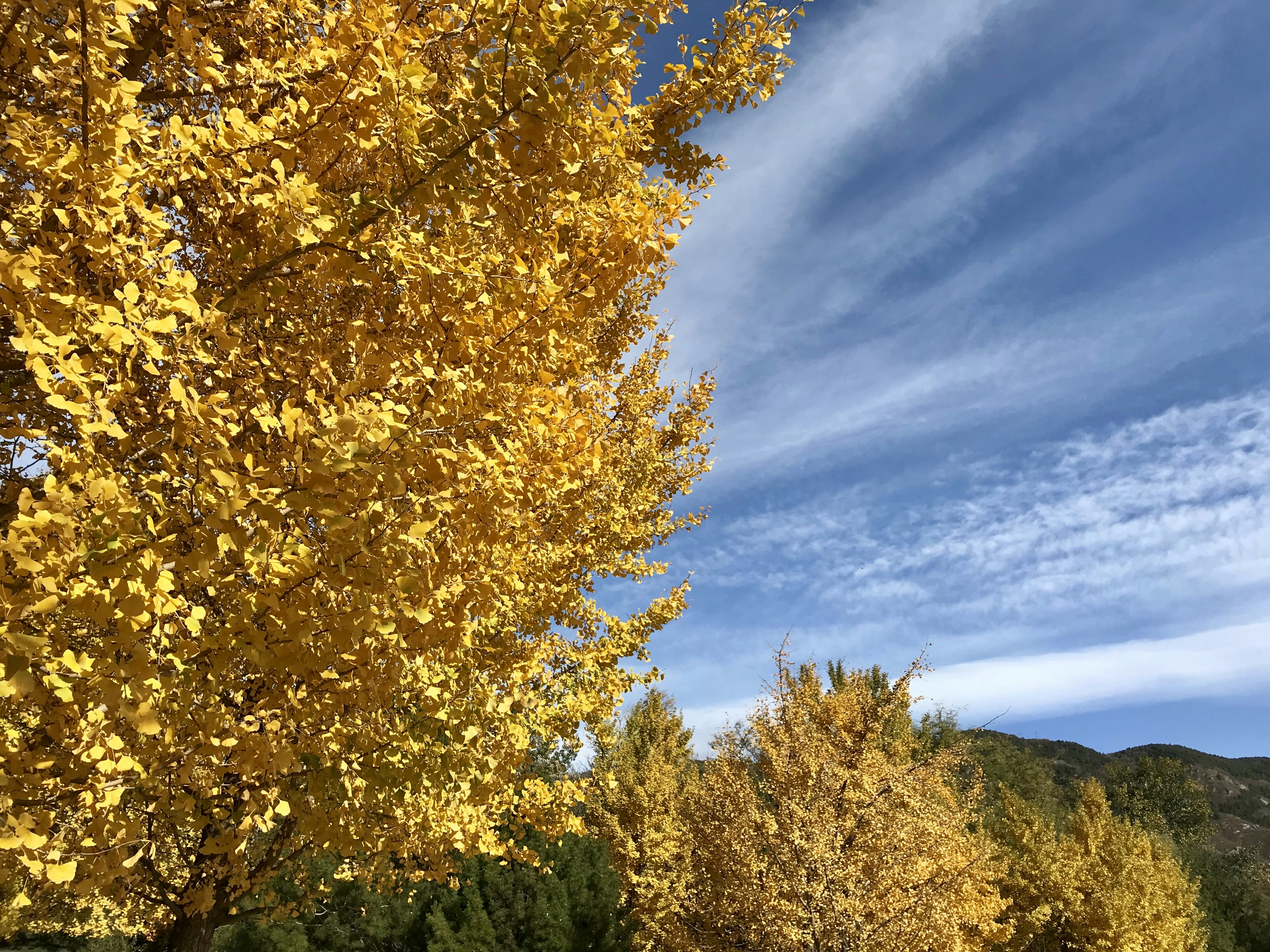 yellow trees under blue sky