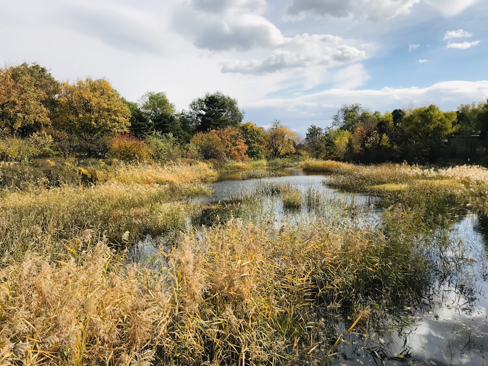 brown grass on body of water during daytime