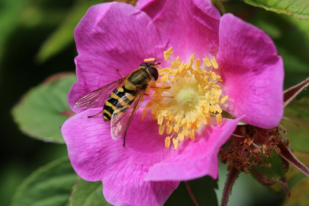 昼間に咲くピンクのバラの花にミツバチ