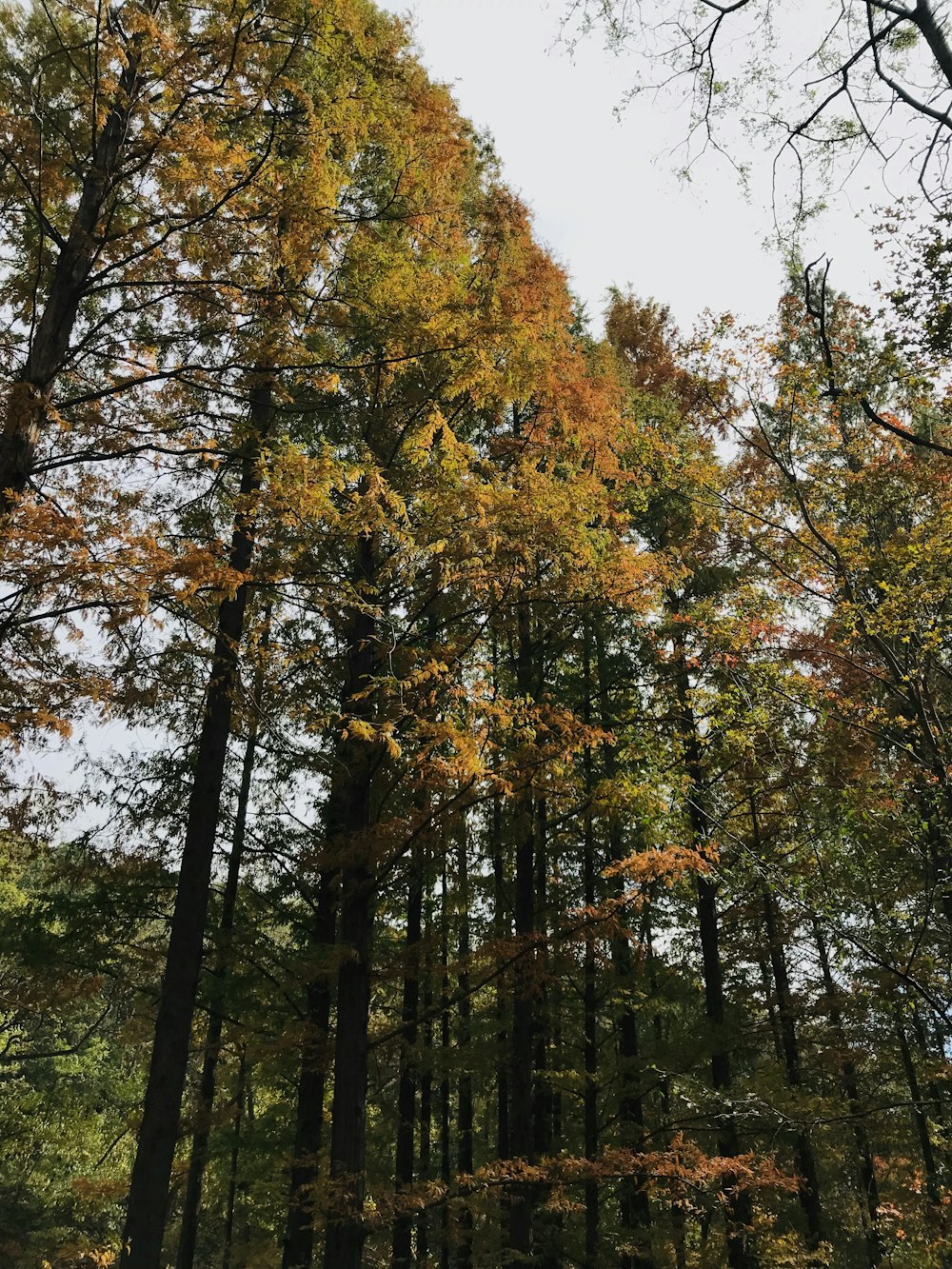 green and yellow leafed tree