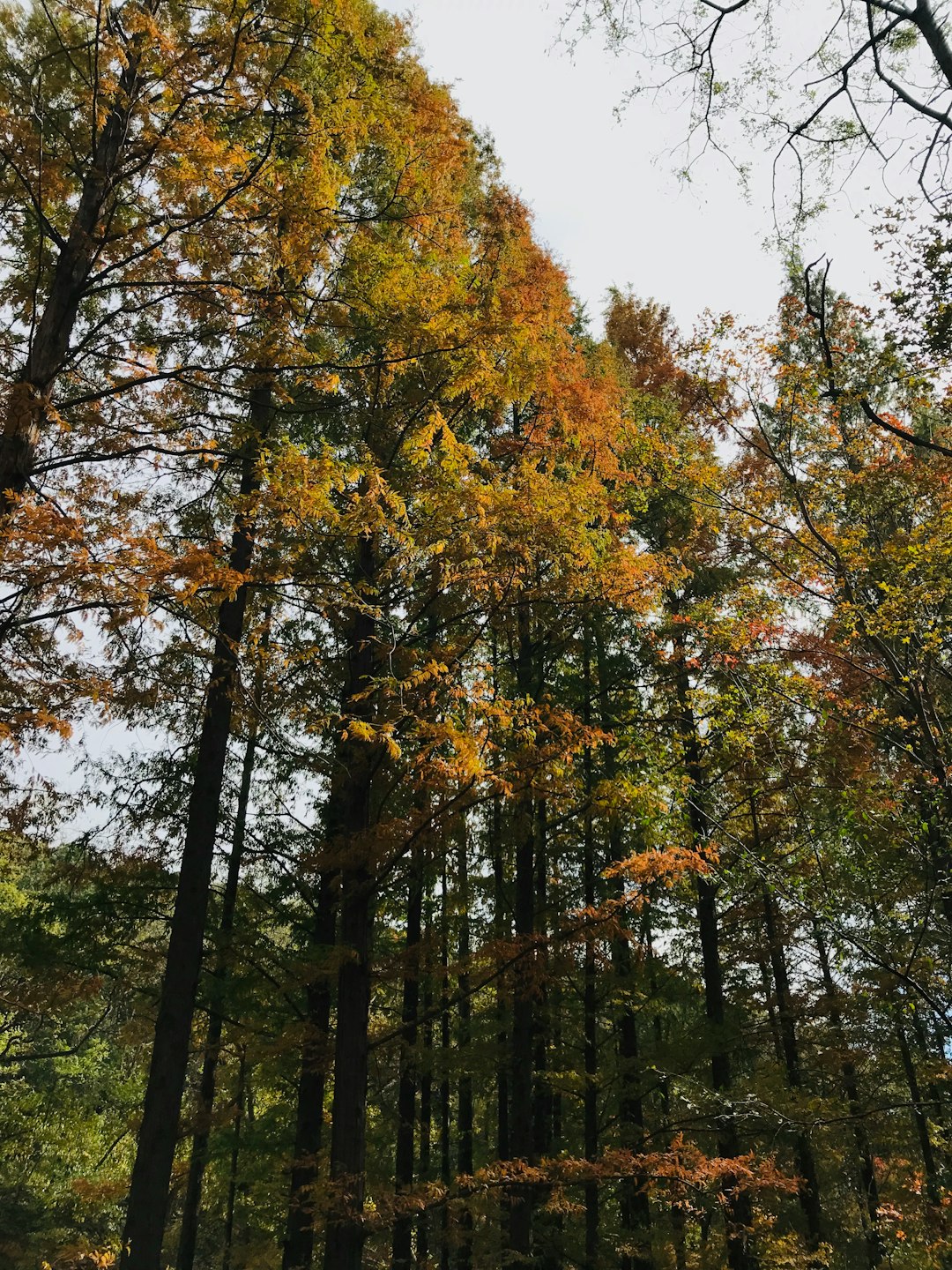 Northern hardwood forest photo spot Secret Spot China