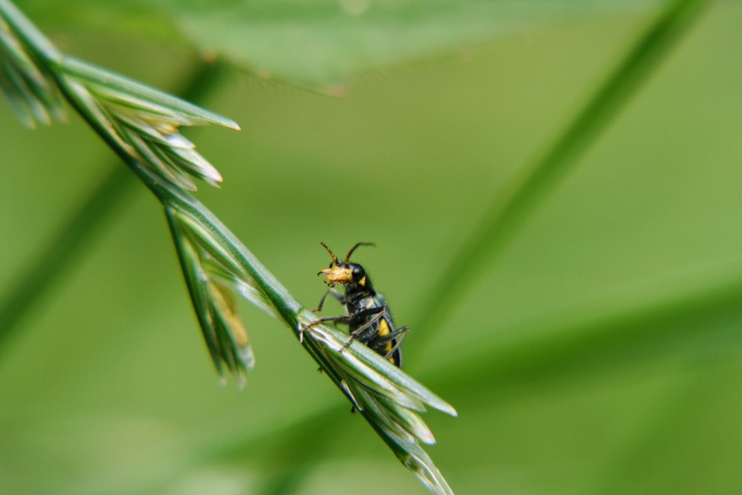 black and yellow beetle perched on plant selective focus photography