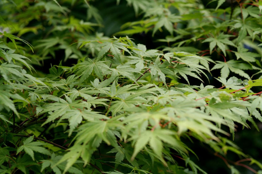 Plantes de cannabis vertes