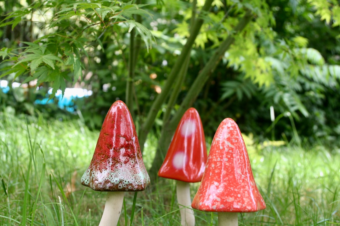 three red mushrooms on green grass