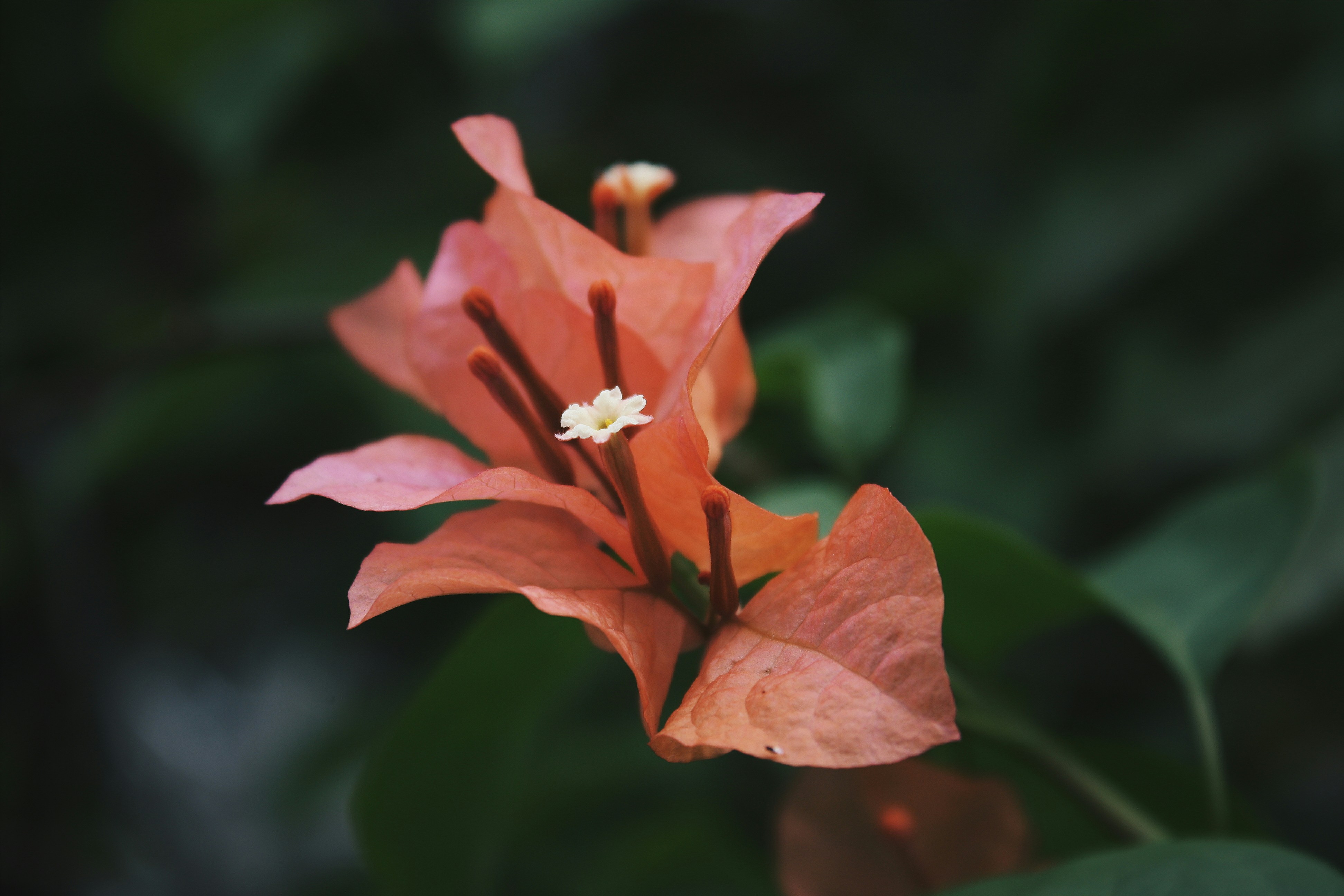 たき火のイラストの前でギリシャの男女の写真 Unsplashで見つける赤の無料写真