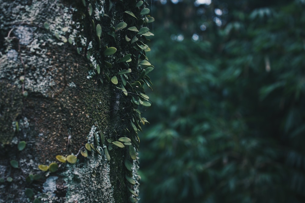 brown tree trunk