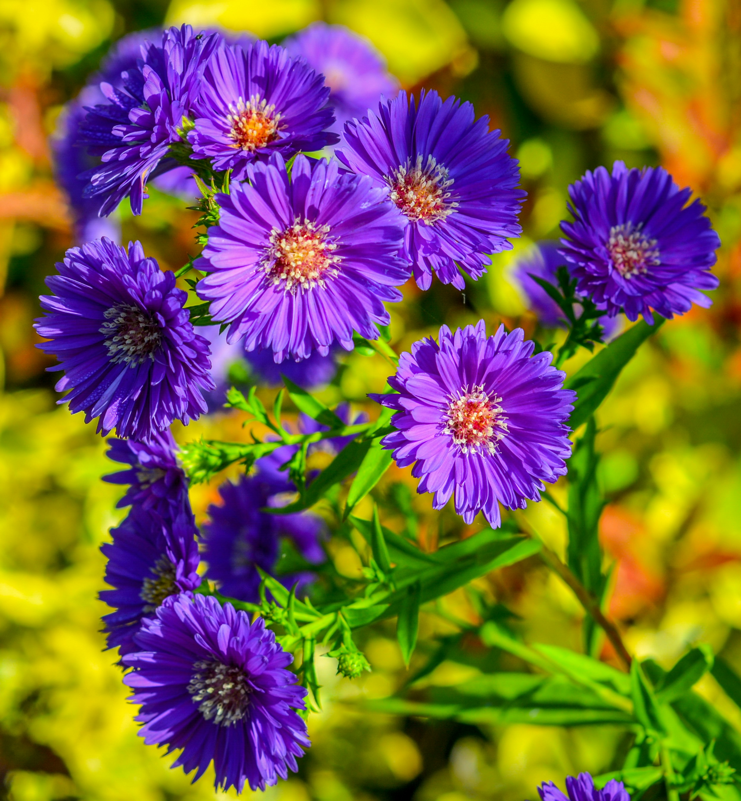 purple daisies photo Free Flower Image on Unsplash
