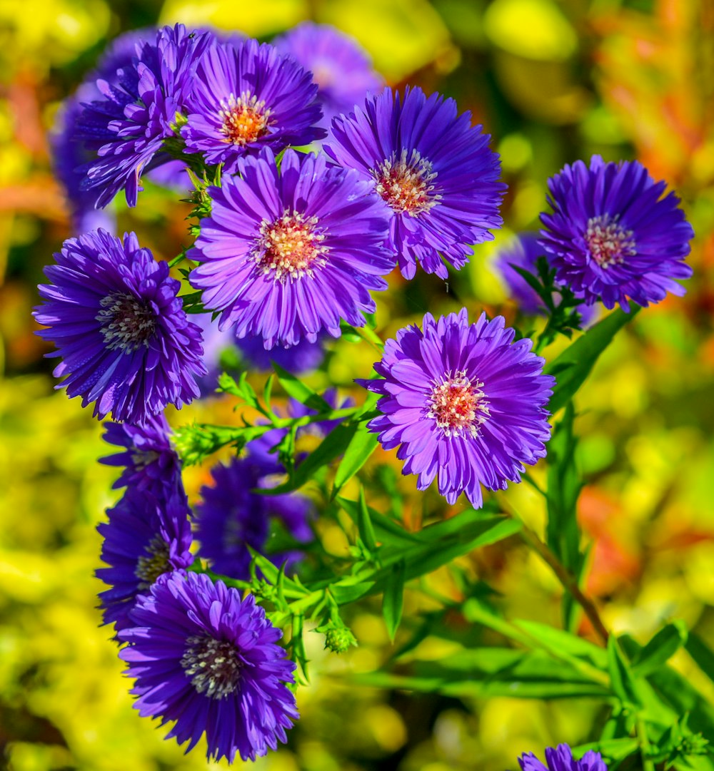 purple daisies