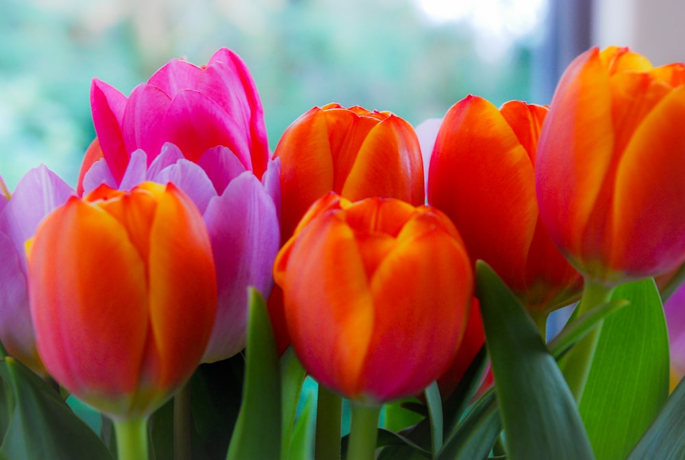 orange and pink tulips flowers in close-up photography