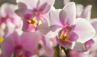 Close-up of elegant orchids in soft golden light, highlighting their delicate petals and natural beauty.