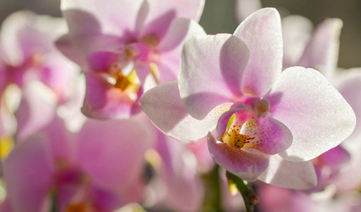 Close-up of a delicate pink orchid arrangement in soft natural light.