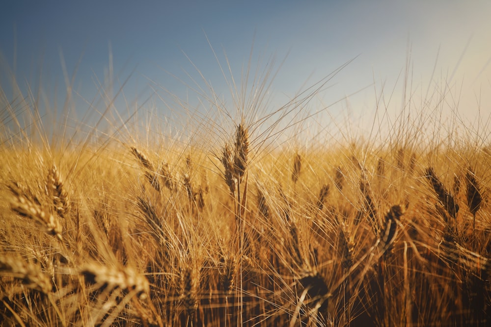 a field of ripe wheat ready to be harvested