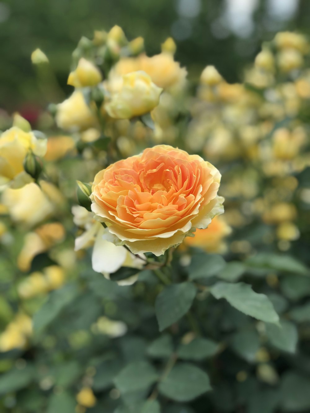 yellow rose in bloom