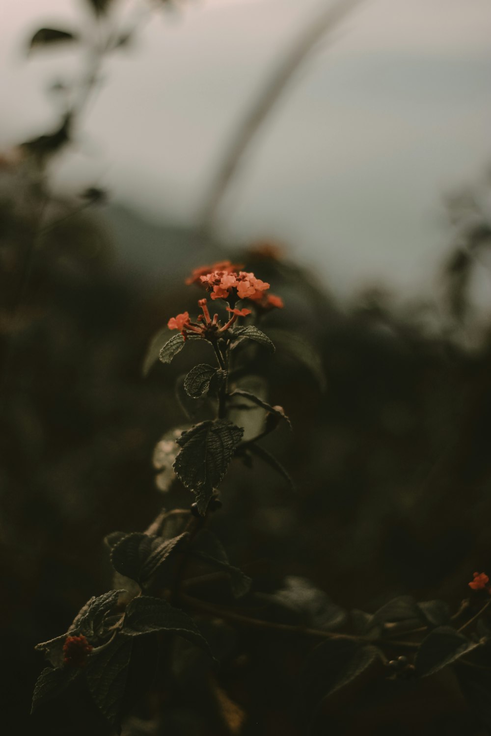 orange-petaled flowers