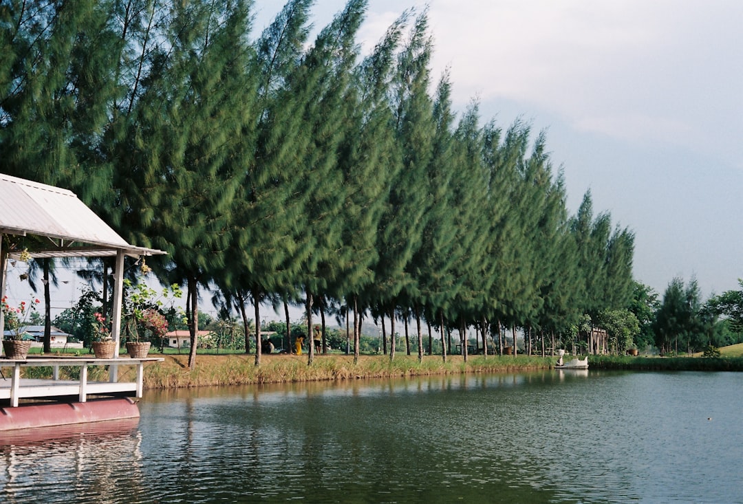 green pine trees