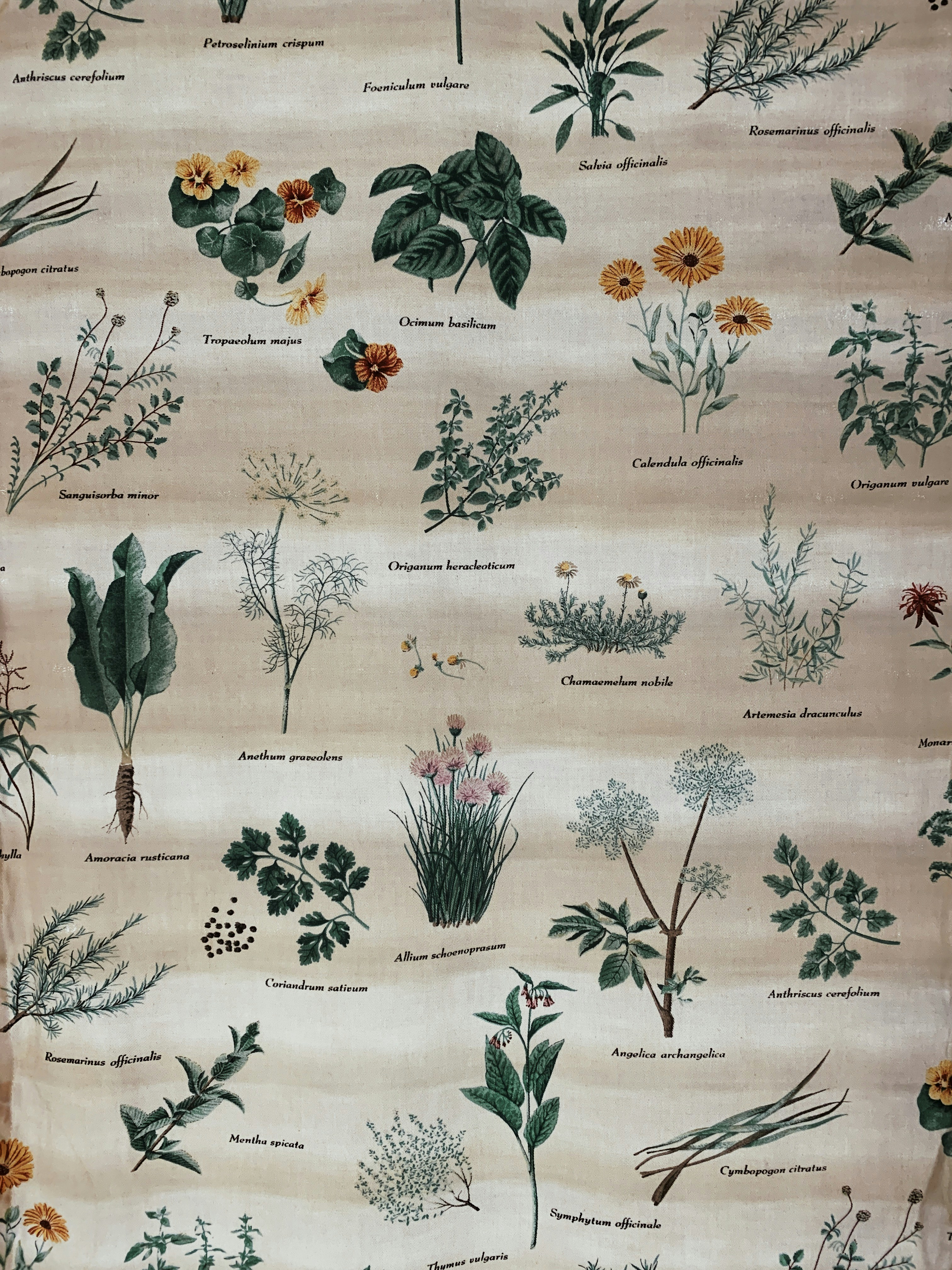 Exploring Popular Herbs and Their Uses