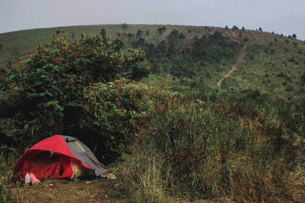 red and blue dome tent