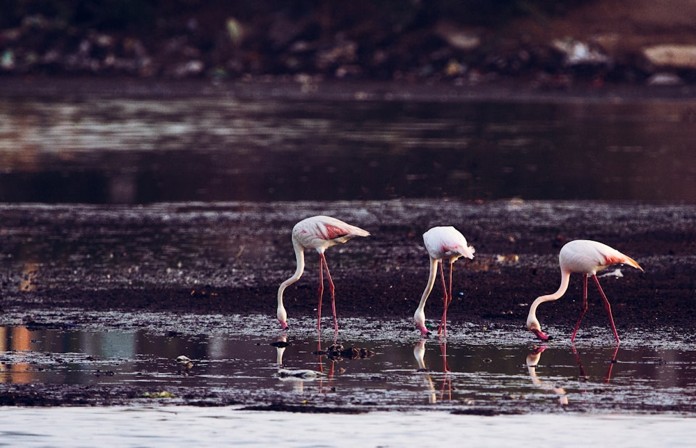 long-legged birds standing on body of water \