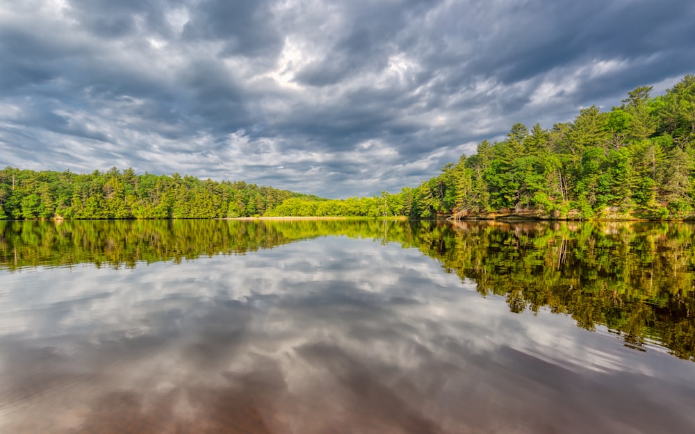 body of water between trees