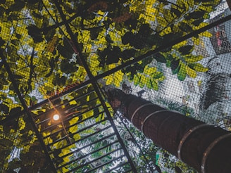 A view of a networked ceiling covered with lush green leaves and visible metal bars. Sunlight filters through, creating a dappled pattern of light and shadow. The scene suggests an outdoor urban or garden setting.