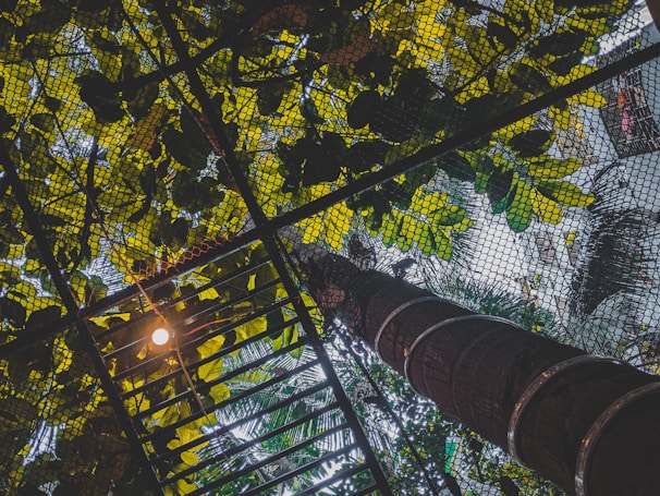 A view of a networked ceiling covered with lush green leaves and visible metal bars. Sunlight filters through, creating a dappled pattern of light and shadow. The scene suggests an outdoor urban or garden setting.