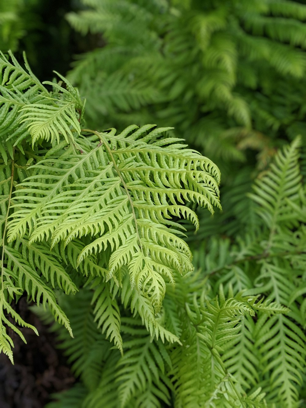 green-leafed fern