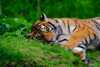 A vibrant tiger resting in the tall grass, captured during a morning safari.