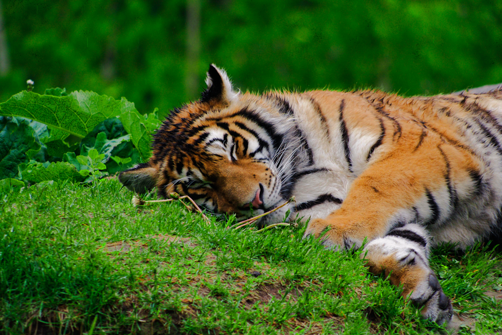 lying brown and black tiger on green grass