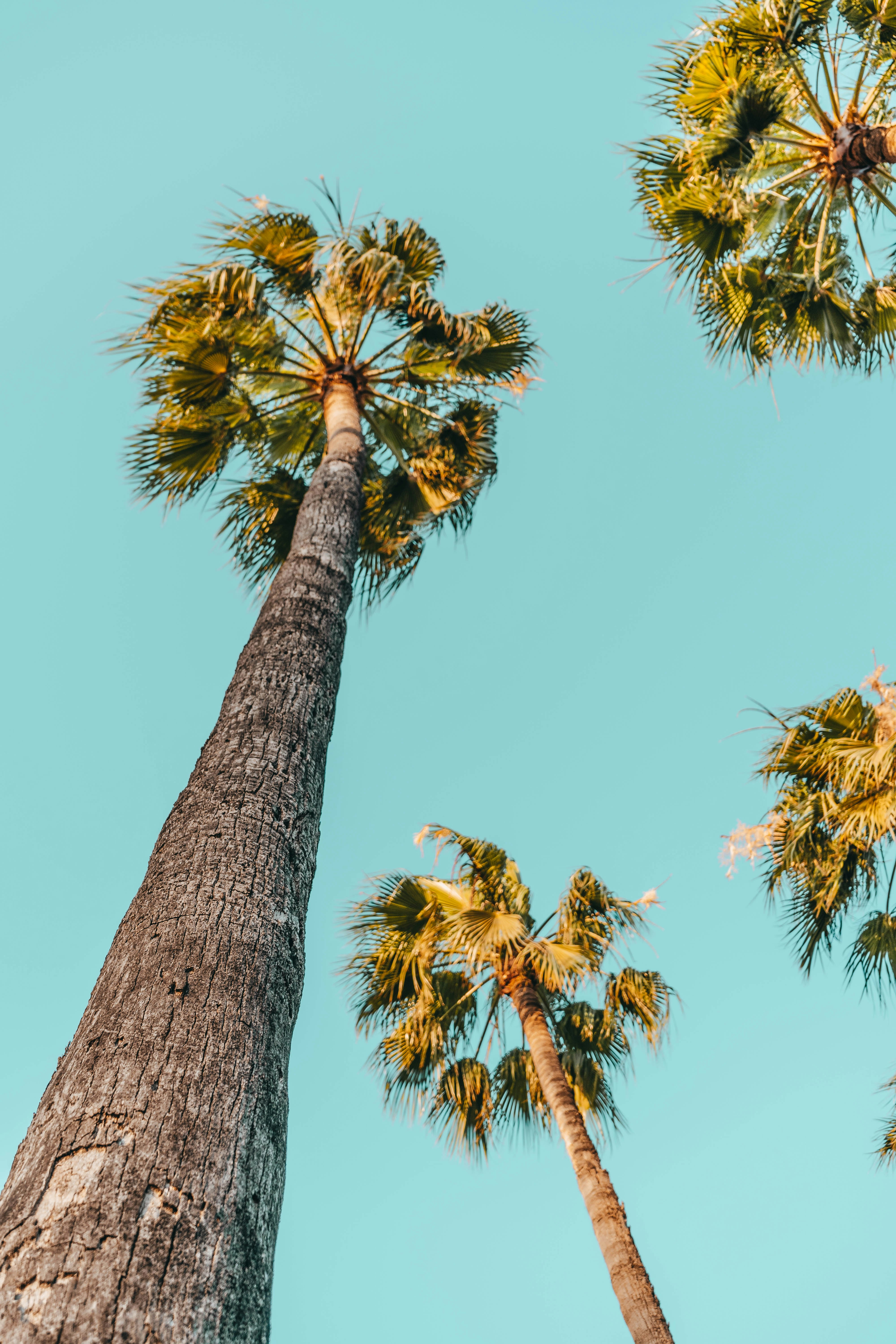 four tall palm trees