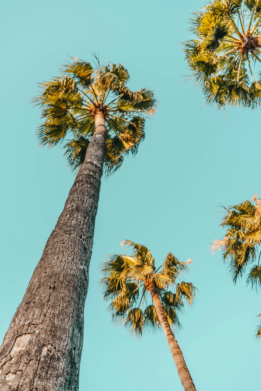 four tall palm trees