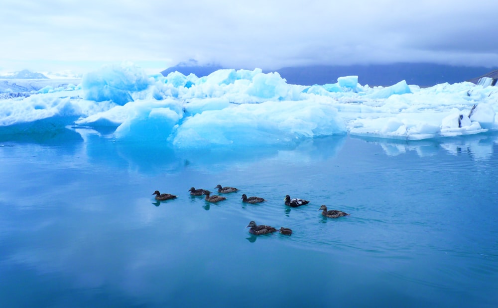 flock of ducks near iceberg