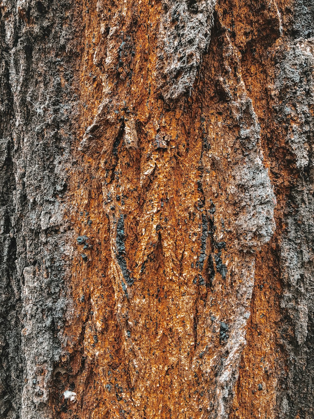 black and brown tree bark