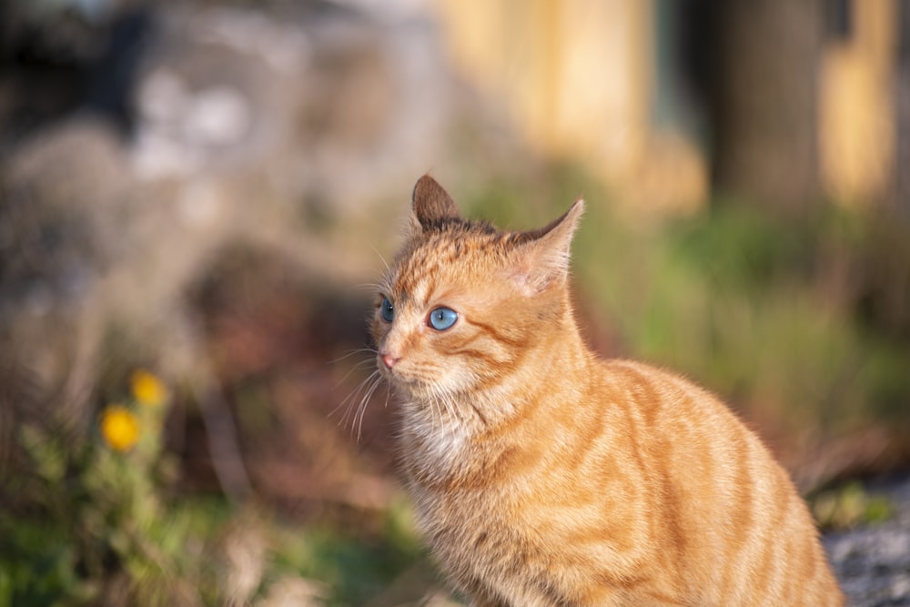 orange tabby cat