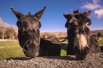 Two donkeys are standing close together, looking directly at the camera, with a small butterfly resting on the ear of one donkey. The background features a grassy field and a clear blue sky.