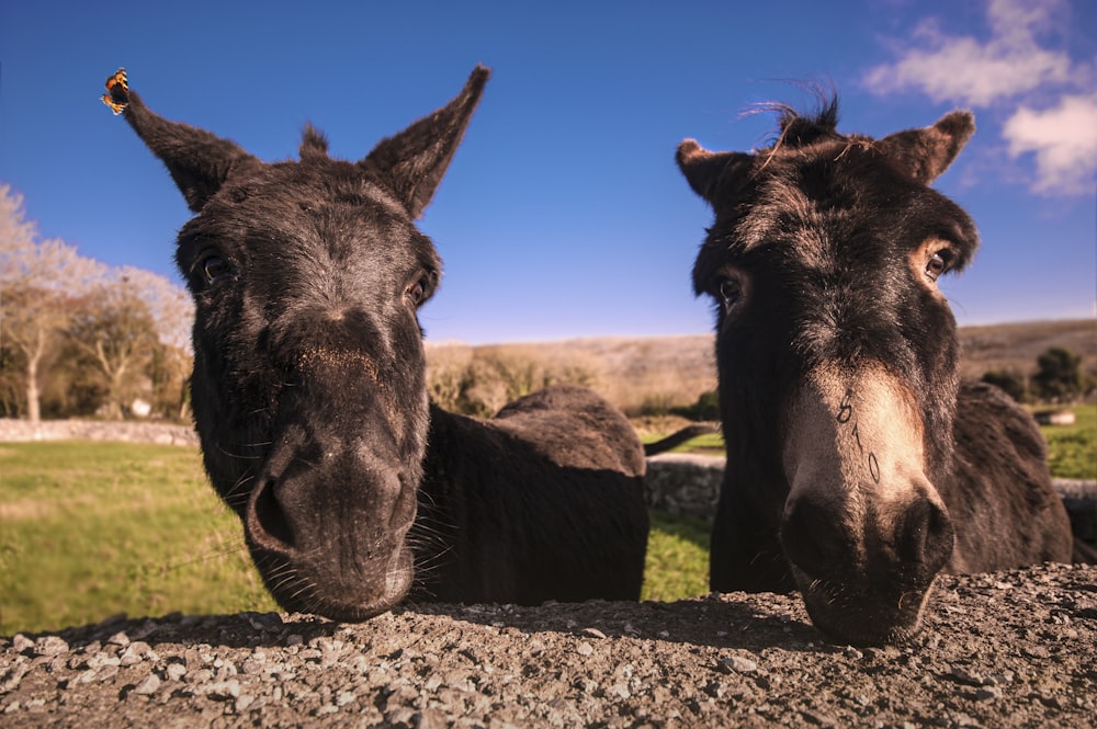 two black donkeys by concrete wall during daytime
