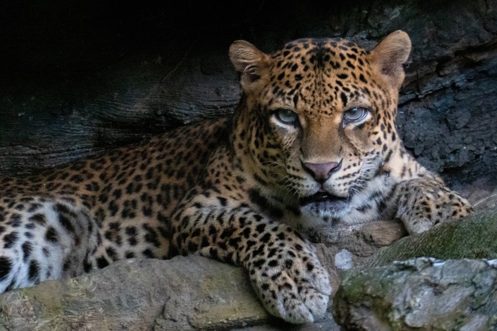 adult cheetah lying on rack