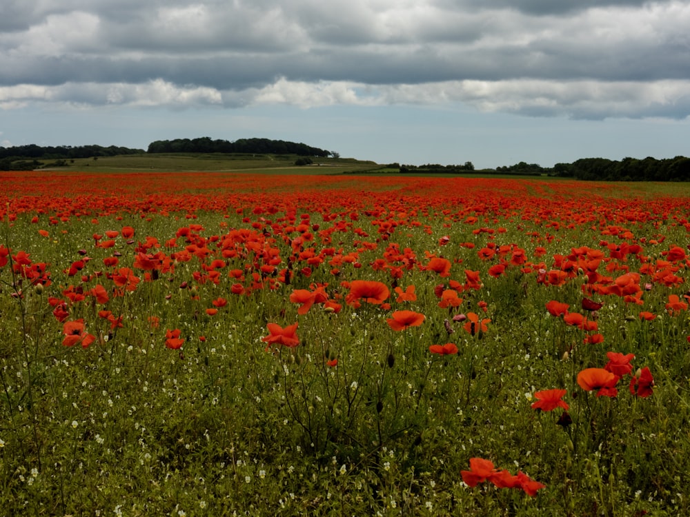 red-petaled flowers field