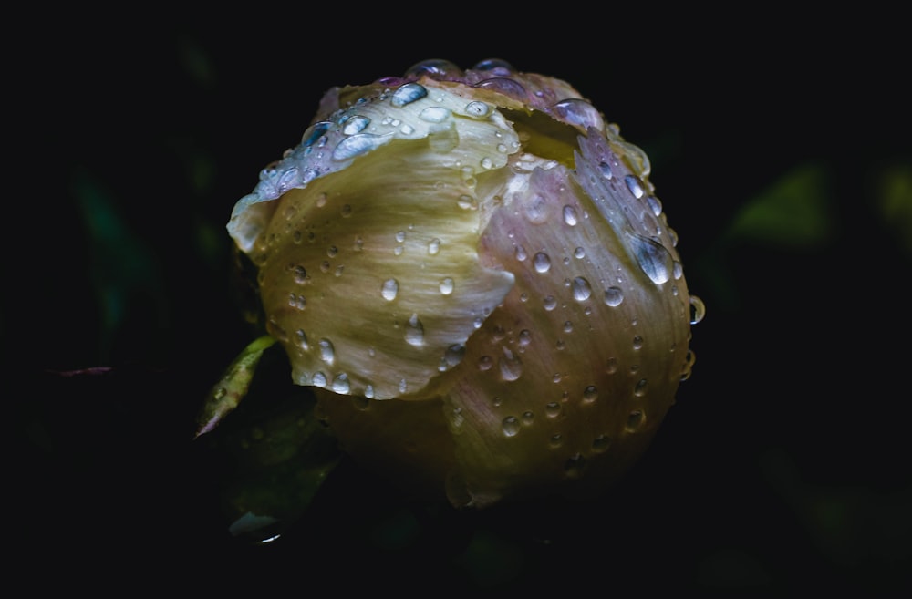 selective focus photography of rose bud with dew