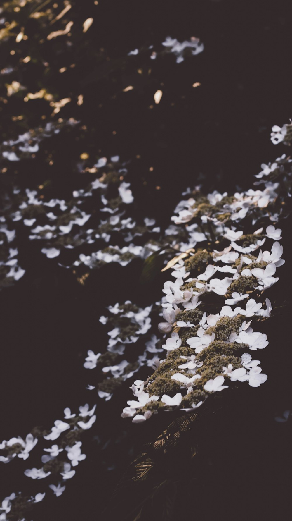 a bunch of white flowers floating on top of a body of water