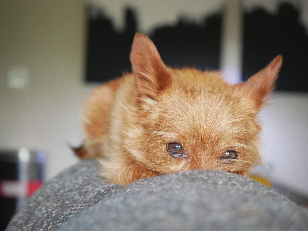a small brown dog laying on top of a couch