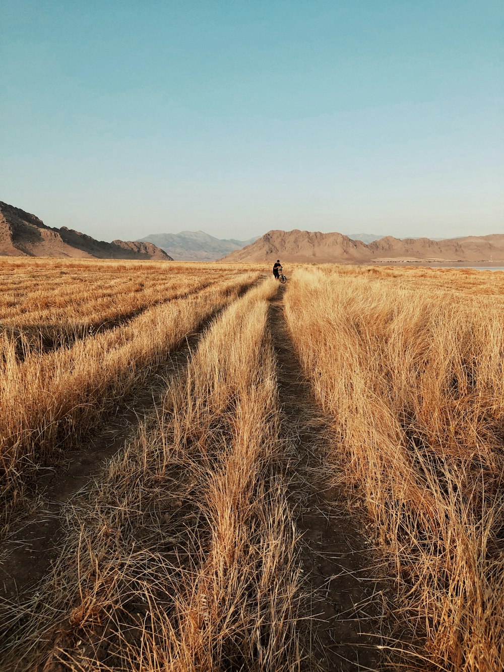 rice field