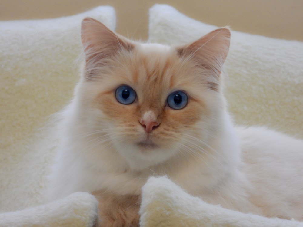 short-coated tan cat on brown pillow