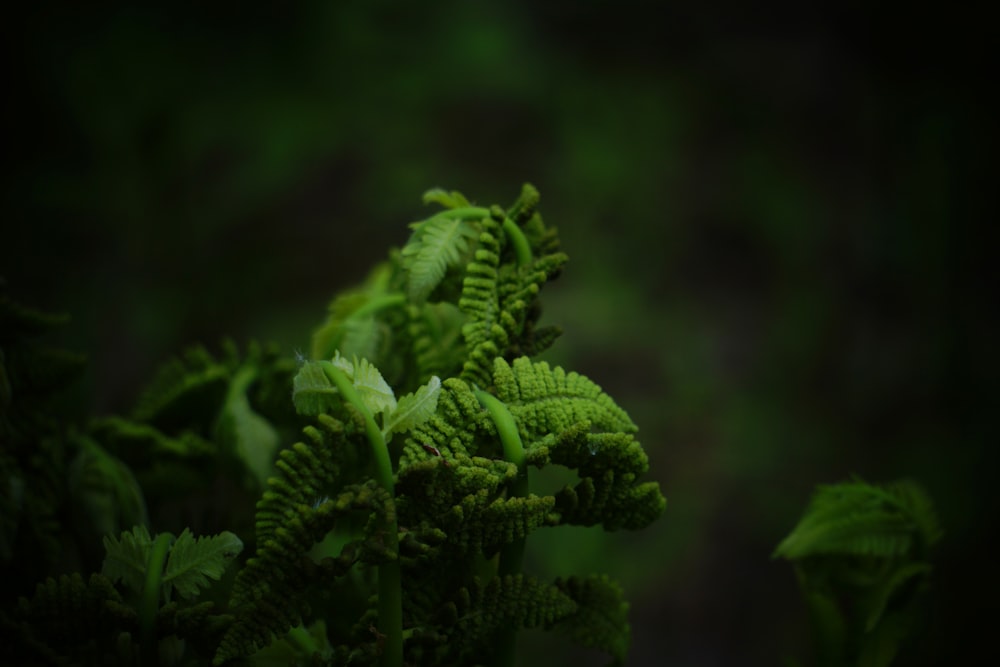 green fern