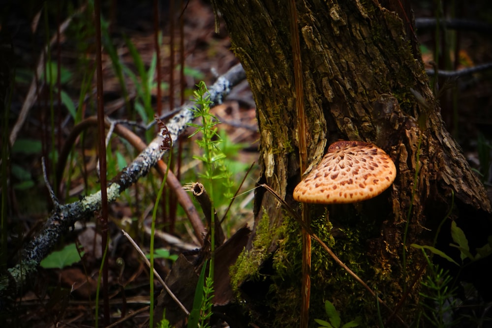 brown mushroom on tree