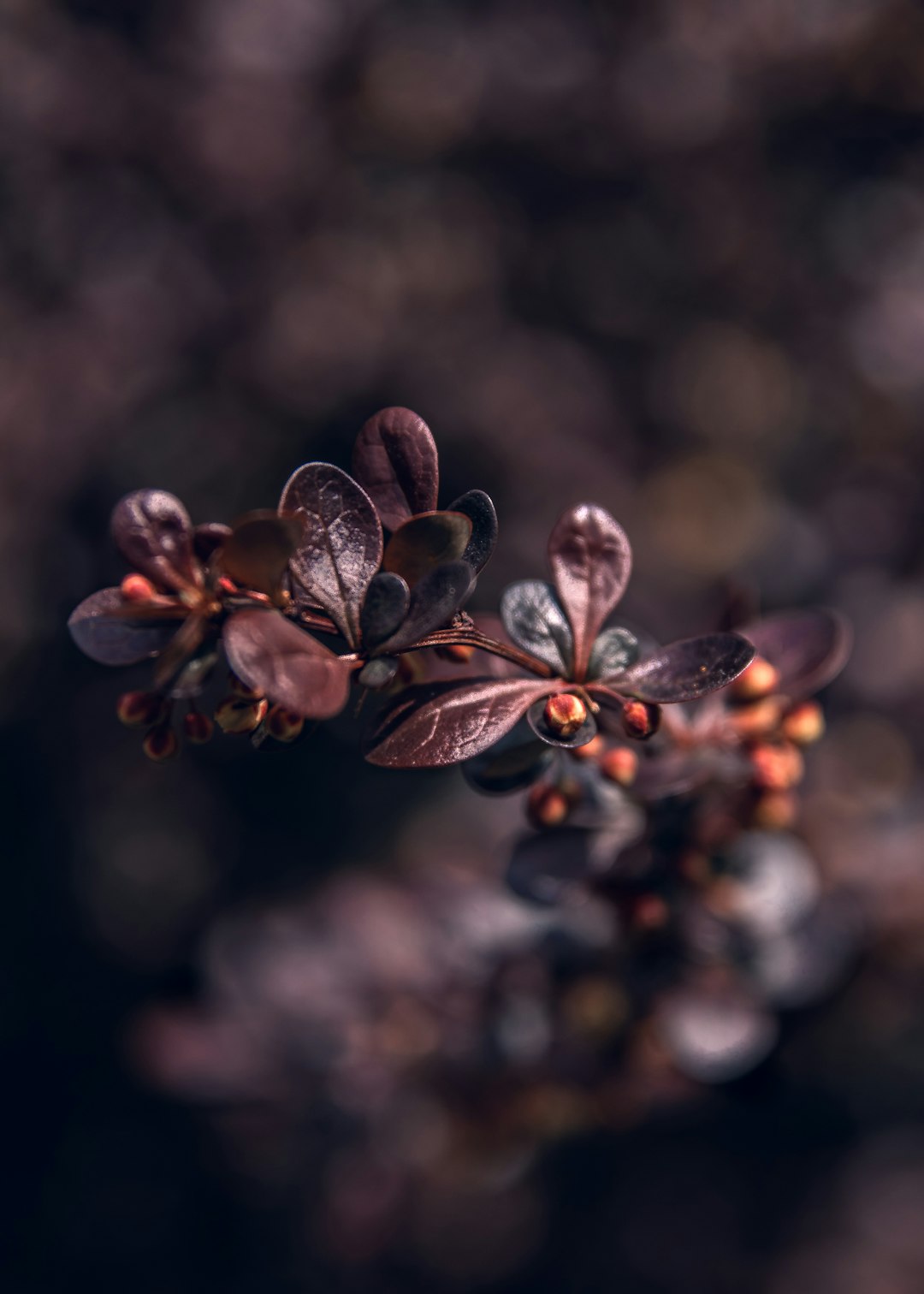 brown leaf plant